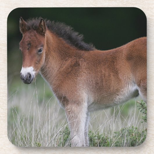 Foal Standing Bier Onderzetter (Voorkant)