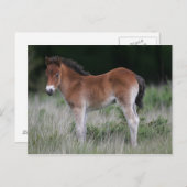 Foal Standing Briefkaart (Voorkant / Achterkant)
