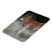 Foal Standing Magneet (Linkerzijde)