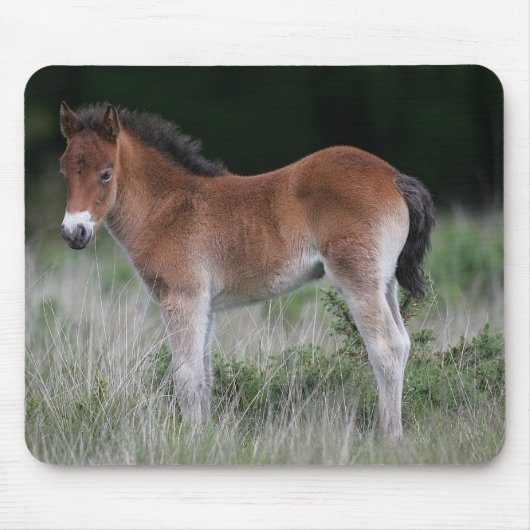 Foal Standing Muismat (Voorkant)
