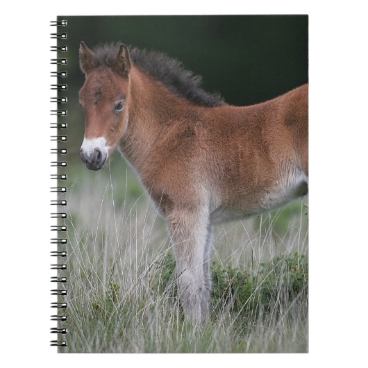 Foal Standing Notitieboek (Voorkant)