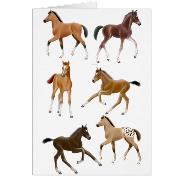 Foalen (Voorkant)