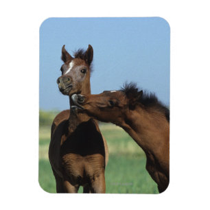 Foalen afspelen 2 magneet