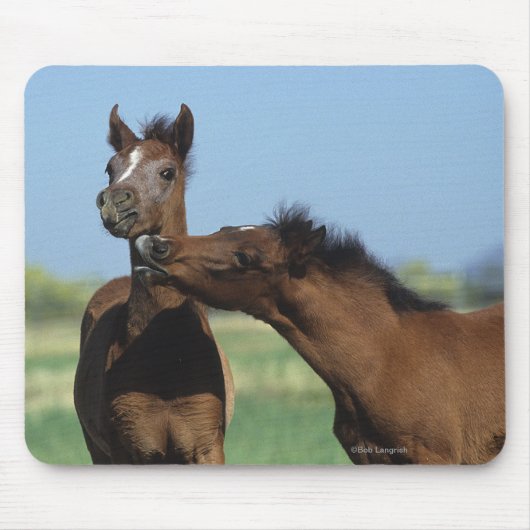 Foalen afspelen 2 muismat (Voorkant)