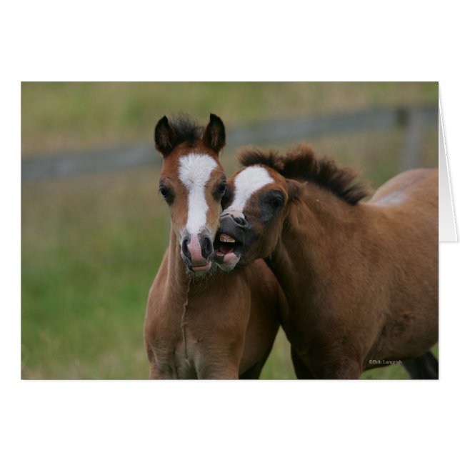 Foals afspelen (Voorkant Horizontaal)