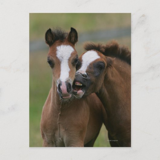 Foals afspelen briefkaart (Voorkant)