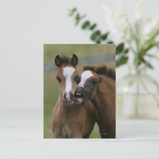 Foals afspelen briefkaart (Staand voorkant)