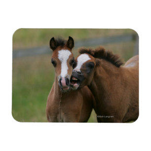 Foals afspelen magneet