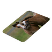 Foals afspelen magneet (Linkerzijde)