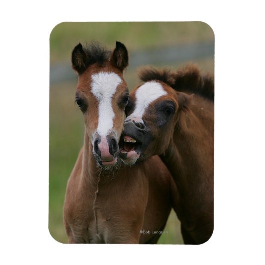 Foals afspelen magneet (Verticaal)