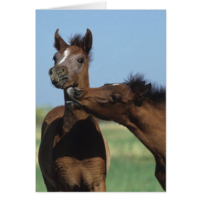 Foals Jouer 2 (Devant)