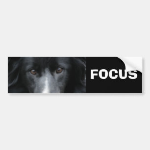 Focus Border Collie Motivatie Bumpersticker