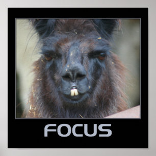 Focus Intense Llama Inspirerend Poster