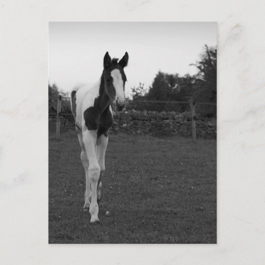 foel briefkaart (Voorkant)