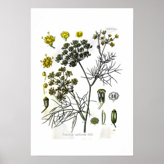 Foeniculum capillaceum (venkel) poster (Voorkant)