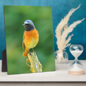 foenicurus ochruros fotoplaat (Zijkant)