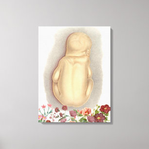foetale anatomie canvas afdruk