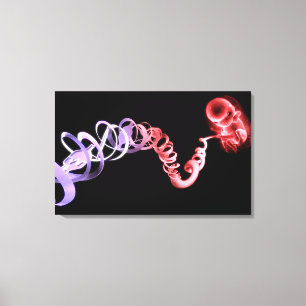 foetus met een navelstreng gemaakt van DNA-strenge Canvas Afdruk