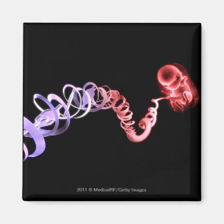 foetus met een navelstreng gemaakt van DNA-strenge Magneet