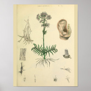 Foetus Post Medicinal Plant Anatomy Art Print