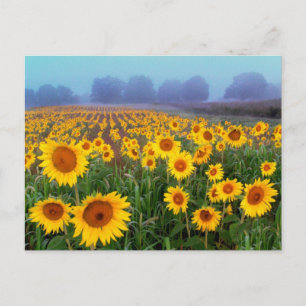 Fog de levage, carte postale