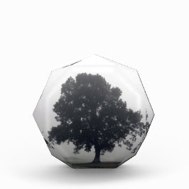 Foggy-boom Trofee