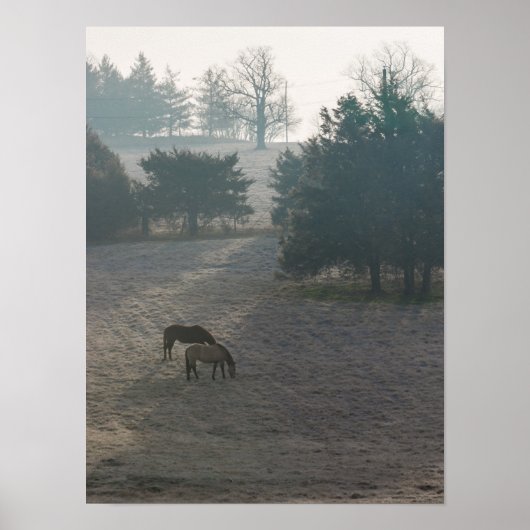 Foggy Grazing Poster (Voorkant)
