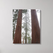 Foggy Morning & Spring Snow under Giant Sequoia Canvas Afdruk (Voorkant)