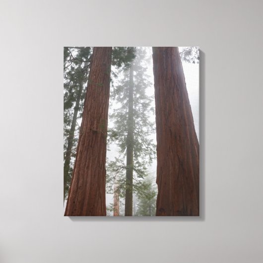 Foggy Morning & Spring Snow under Giant Sequoia Canvas Afdruk (Voorkant)