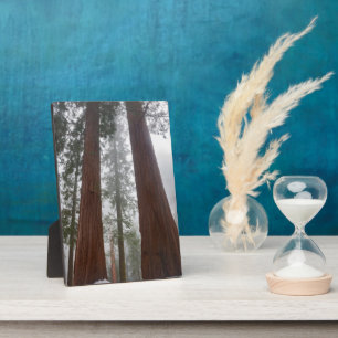 Foggy Morning & Spring Snow under Giant Sequoia Fotoplaat