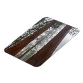 Foggy Morning & Spring Snow under Giant Sequoia Magneet (Linkerzijde)