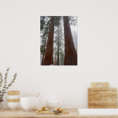 Foggy Morning & Spring Snow under Giant Sequoia Poster (Keuken)