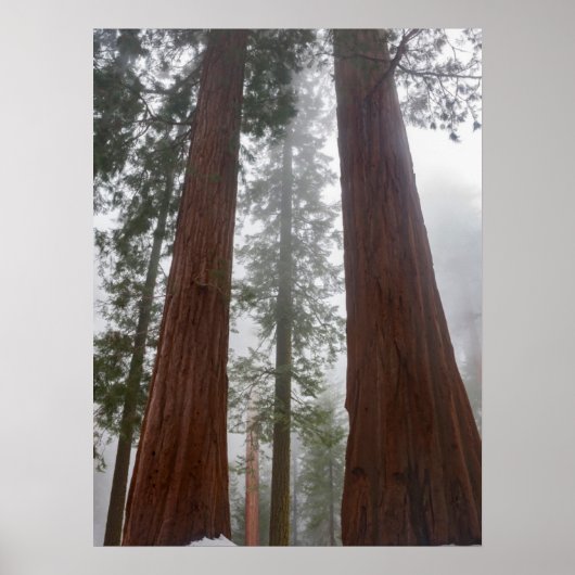 Foggy Morning & Spring Snow under Giant Sequoia Poster (Voorkant)