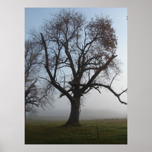 Foggy Morning Tree Poster (Voorkant)