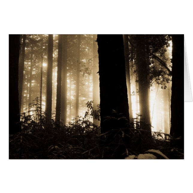 Foggy Sunrise (Voorkant Horizontaal)