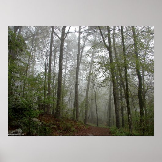 Foggy Trail in the Spring Forest Poster (Voorkant)