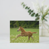 Fohlen im Galopp (Trakehner) Briefkaart (Staand voorkant)