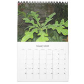 Foilage de fantaisie, calendrier 2009 (Jan 2026)