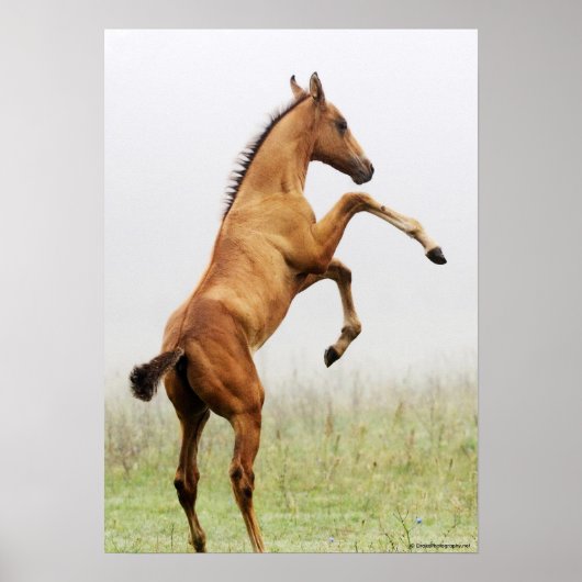 Fokkolt Poster (Voorkant)