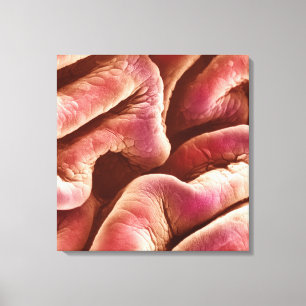 Folders van het epitheel van de menselijke blaas canvas afdruk