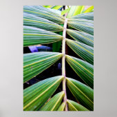 folhas de palmeira poster (Voorkant)