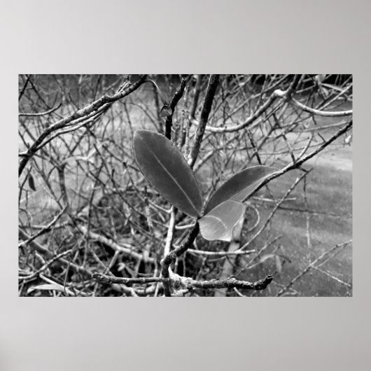 folhas em vida1 poster (Voorkant)