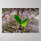 folhas em vida4 poster (Voorkant)