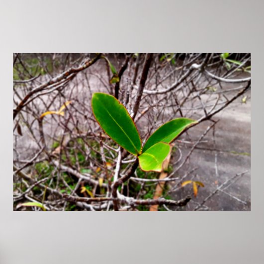 folhas em vida4 poster (Voorkant)