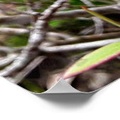 folhas em vida poster (Hoek)