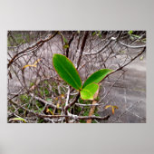 folhas em vida poster (Voorkant)