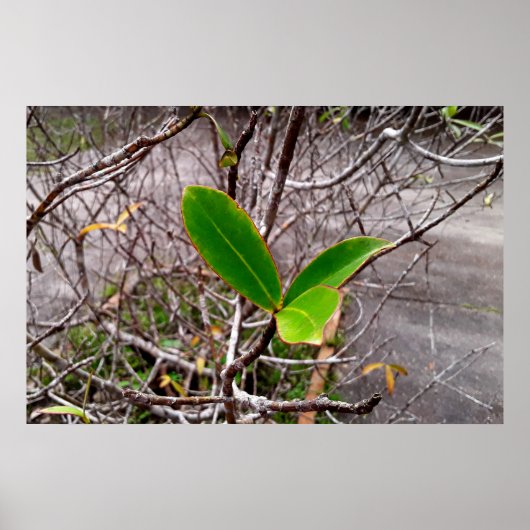 folhas em vida poster (Voorkant)