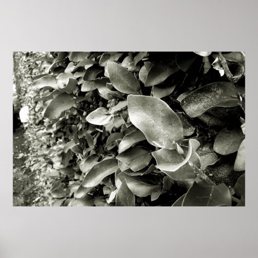 folhas poster (Voorkant)