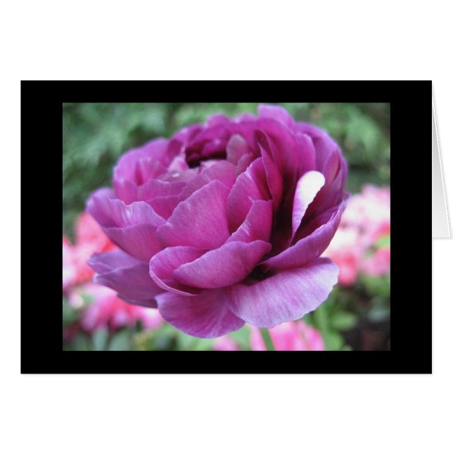 Folie marron (Devant Horizontal)