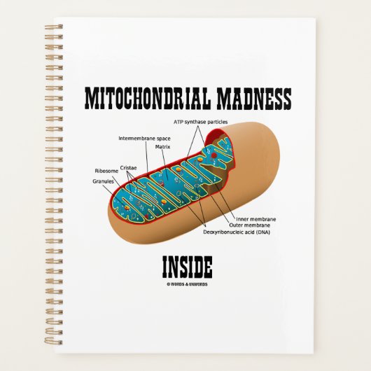 Folie mitochondriale dans la biologie de Mitochond (Devant)